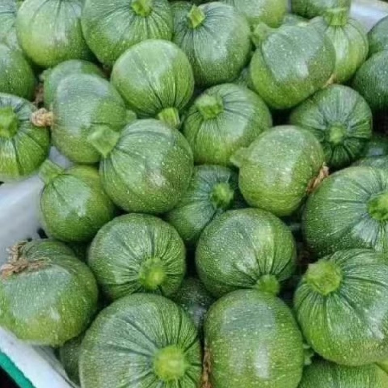 绿翡翠圆西葫芦种子矮生直立肉质细腻早熟抗病
