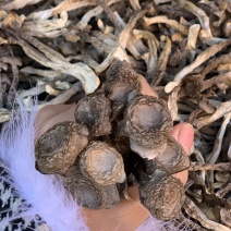 鹿茸菇