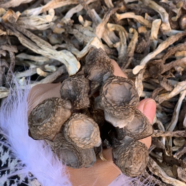 鹿茸菇