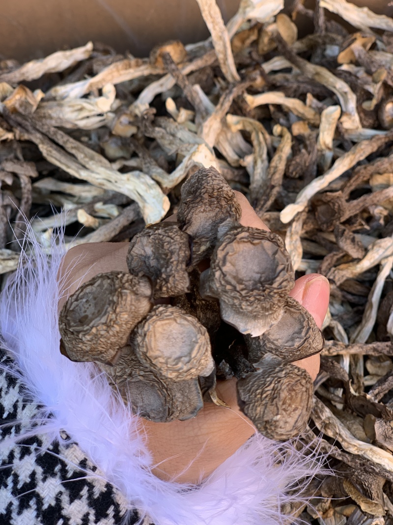 鹿茸菇