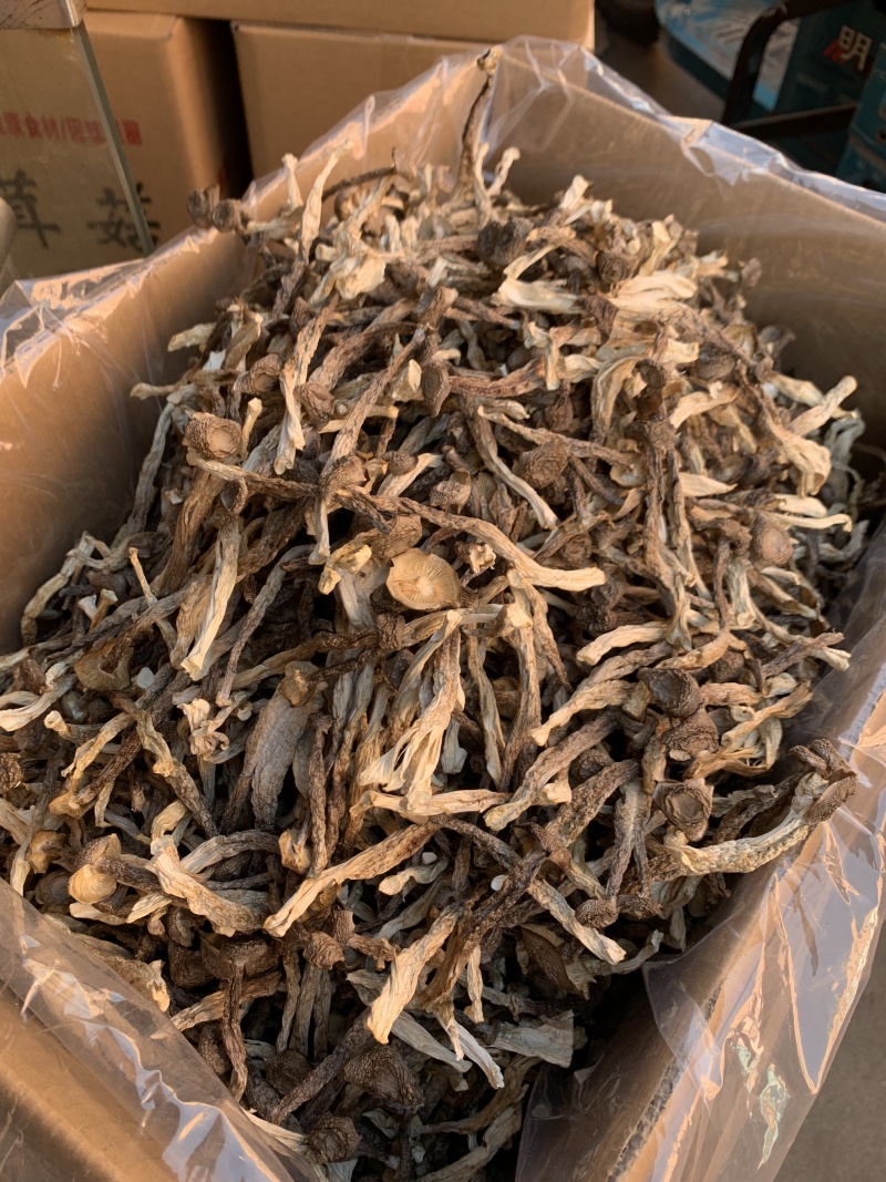 鹿茸菇