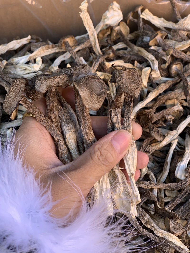 鹿茸菇