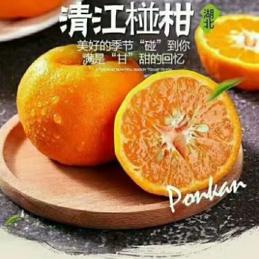 【一件代发】湖北椪柑汁水对甜度高品质保障代发全国包邮