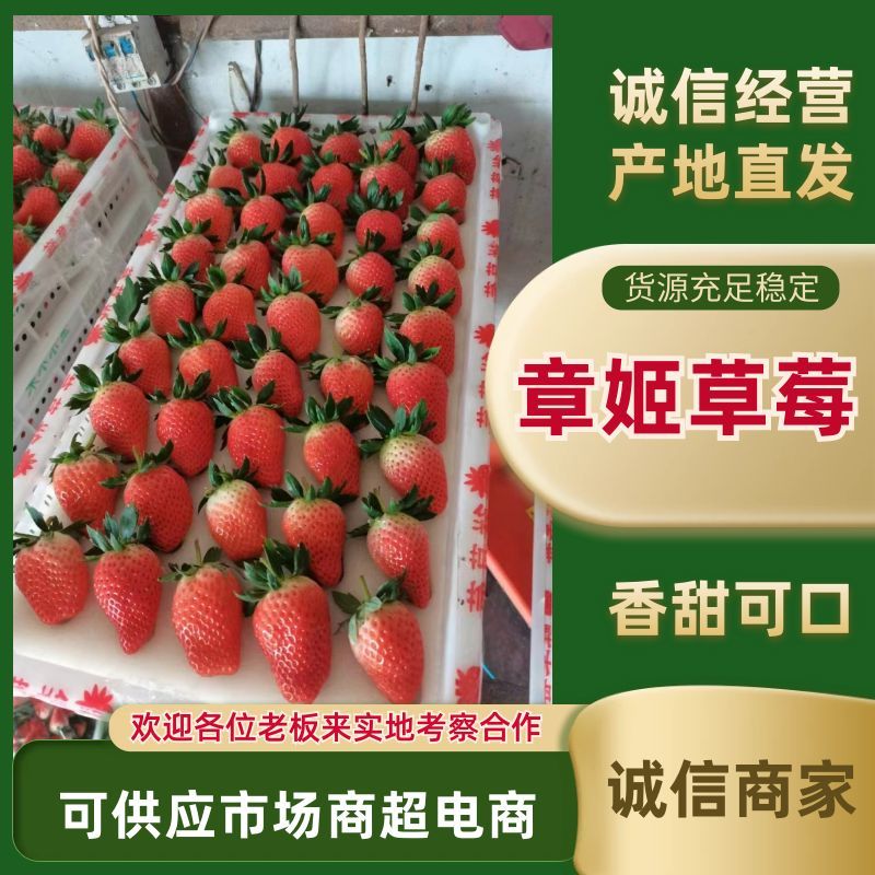 山东章姬草莓产地代收代办基地直供、协助找车、送货上门、