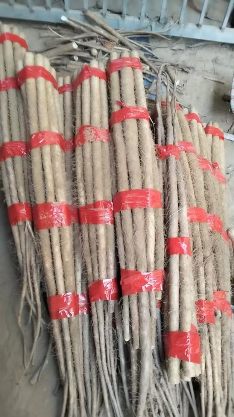 陕西渭南山药大荔县铁棍山药基地直发货源充足
