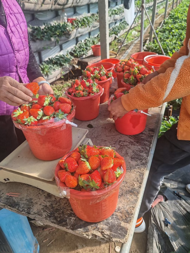 草莓山东甜宝草莓大量供应产地直发对接市场电商