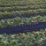 草莓山东甜宝草莓大量供应产地直发对接市场电商
