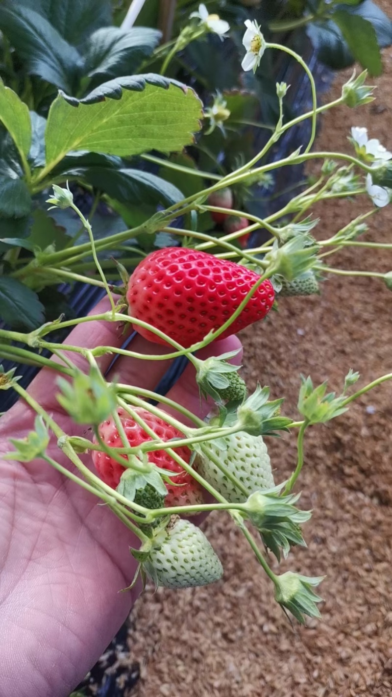 草莓山东甜宝草莓大量供应产地直发对接市场电商