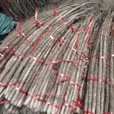 陕西渭南山药大荔县铁棍山药基地直发货源充足