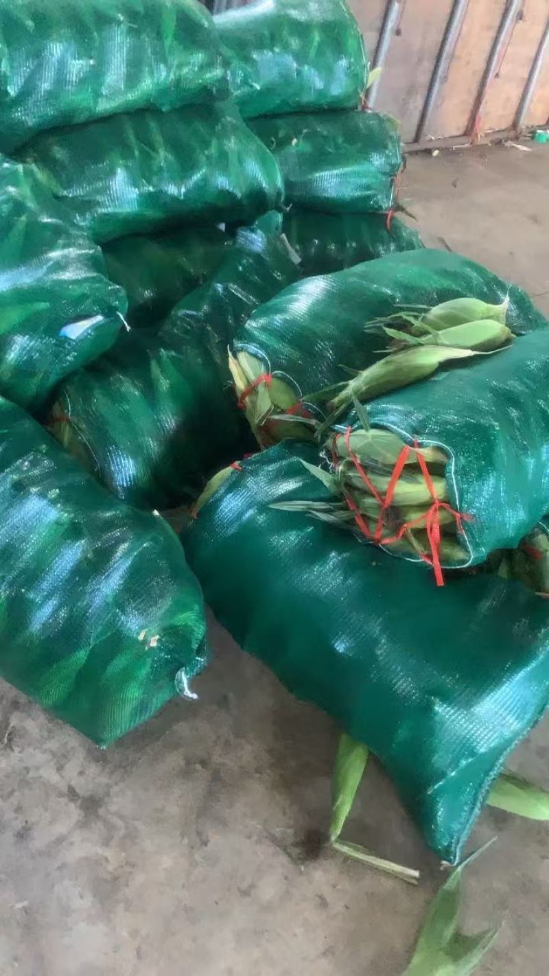 湖北高山玉米精品玉米品质保障可视频看货欢迎