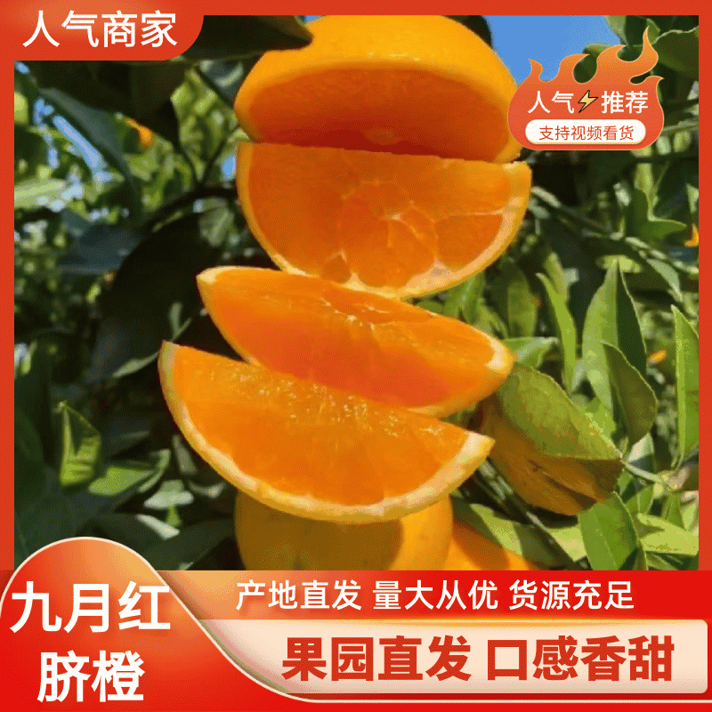 九月红脐橙-爆汁果冻橙-当季好吃的橙子基地大量欢迎来电