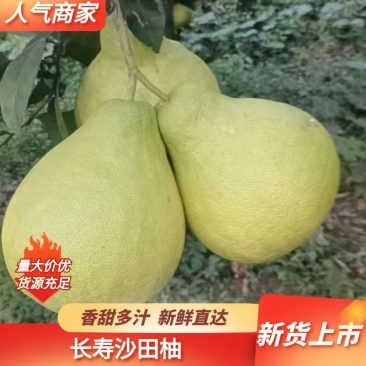 长寿沙田柚品质保障致电有优惠诚信之上直发全国