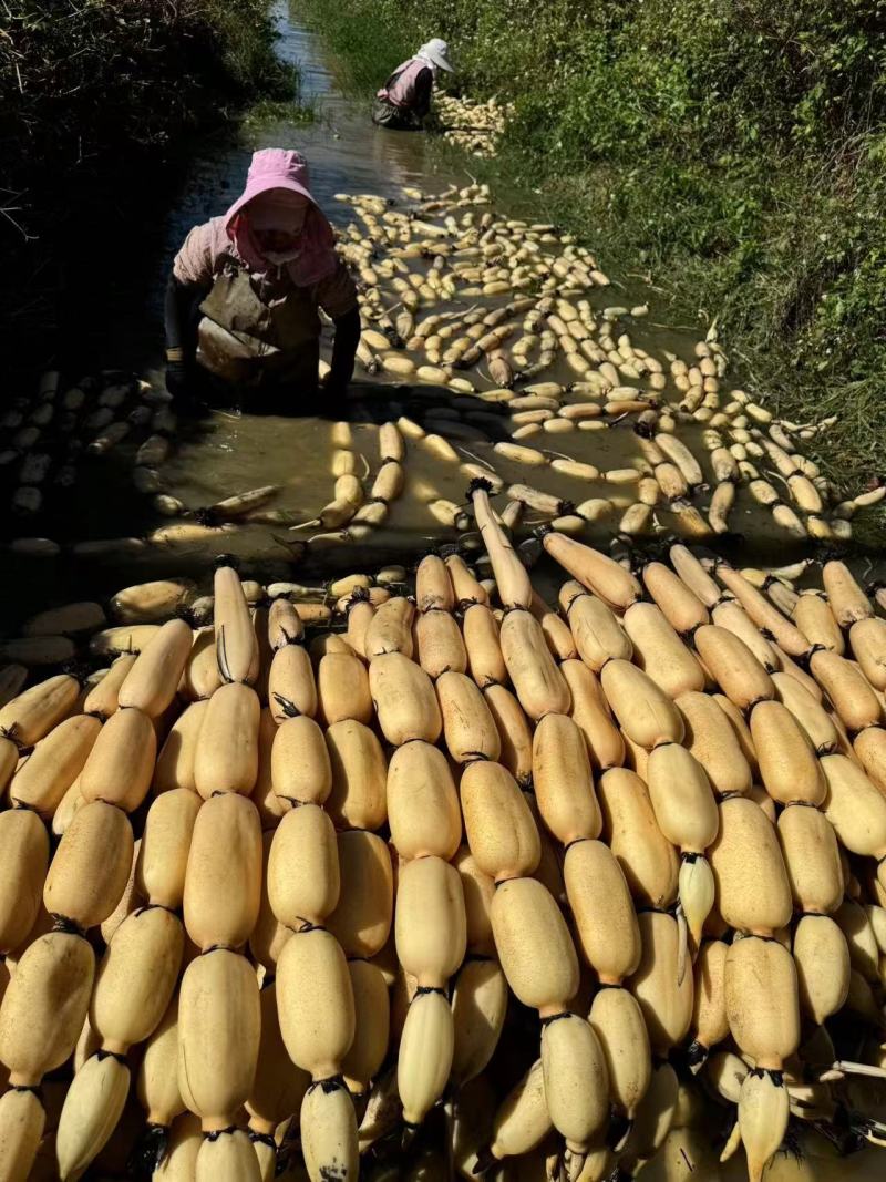 藕白莲藕巨无霸莲藕新鲜产地直发一手货源