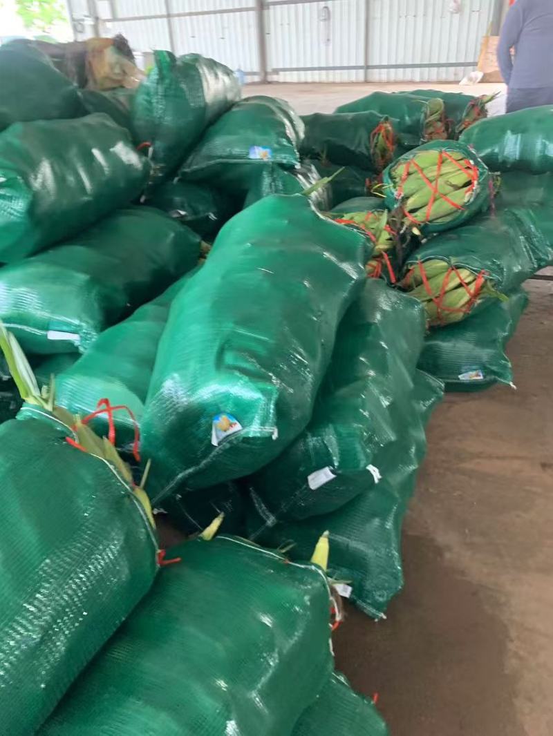 【推荐】精品玉米太阳花玉米口感好品质保障可视频看货欢迎