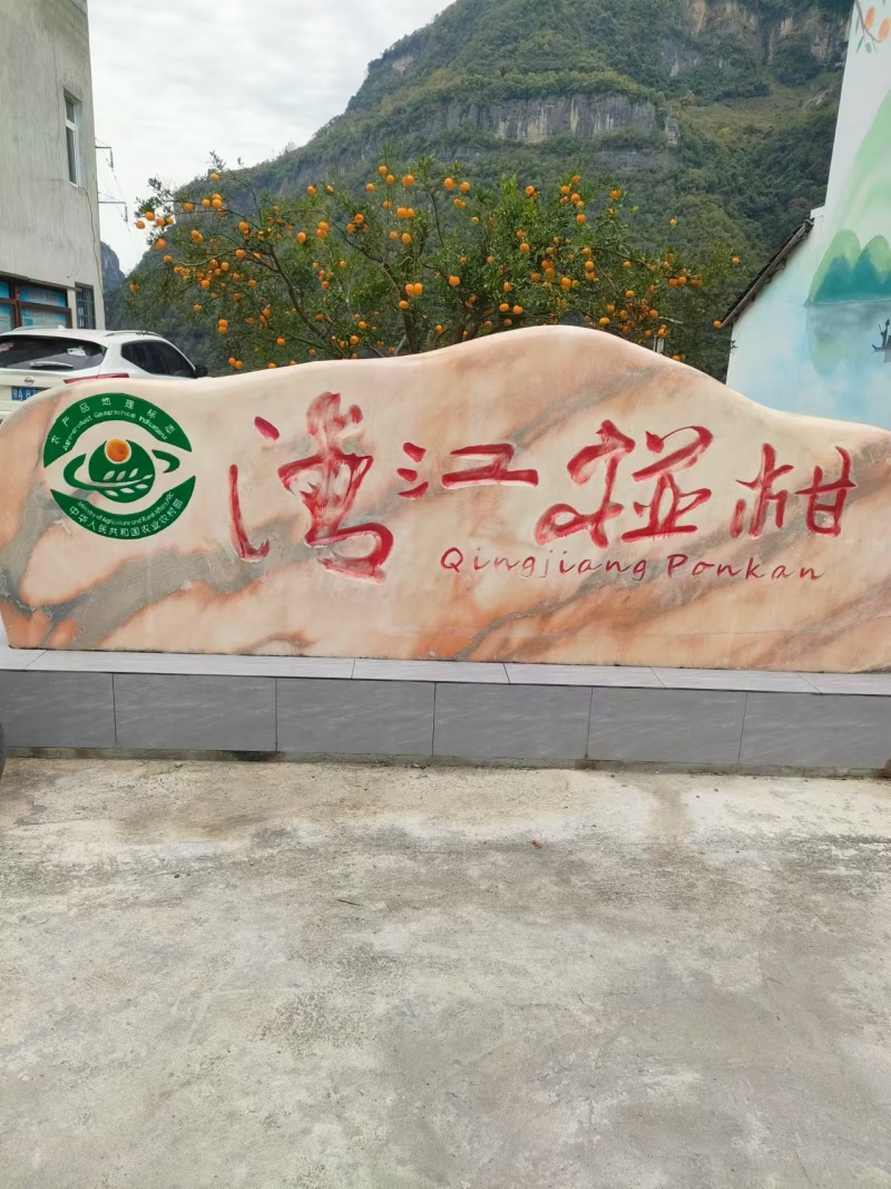 原产地清江椪柑直发一手货源量大价优一件代发