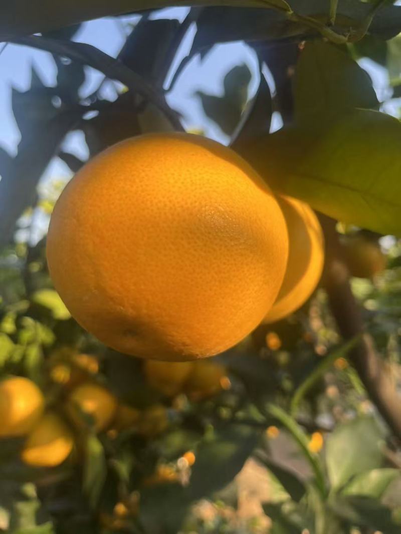 血橙