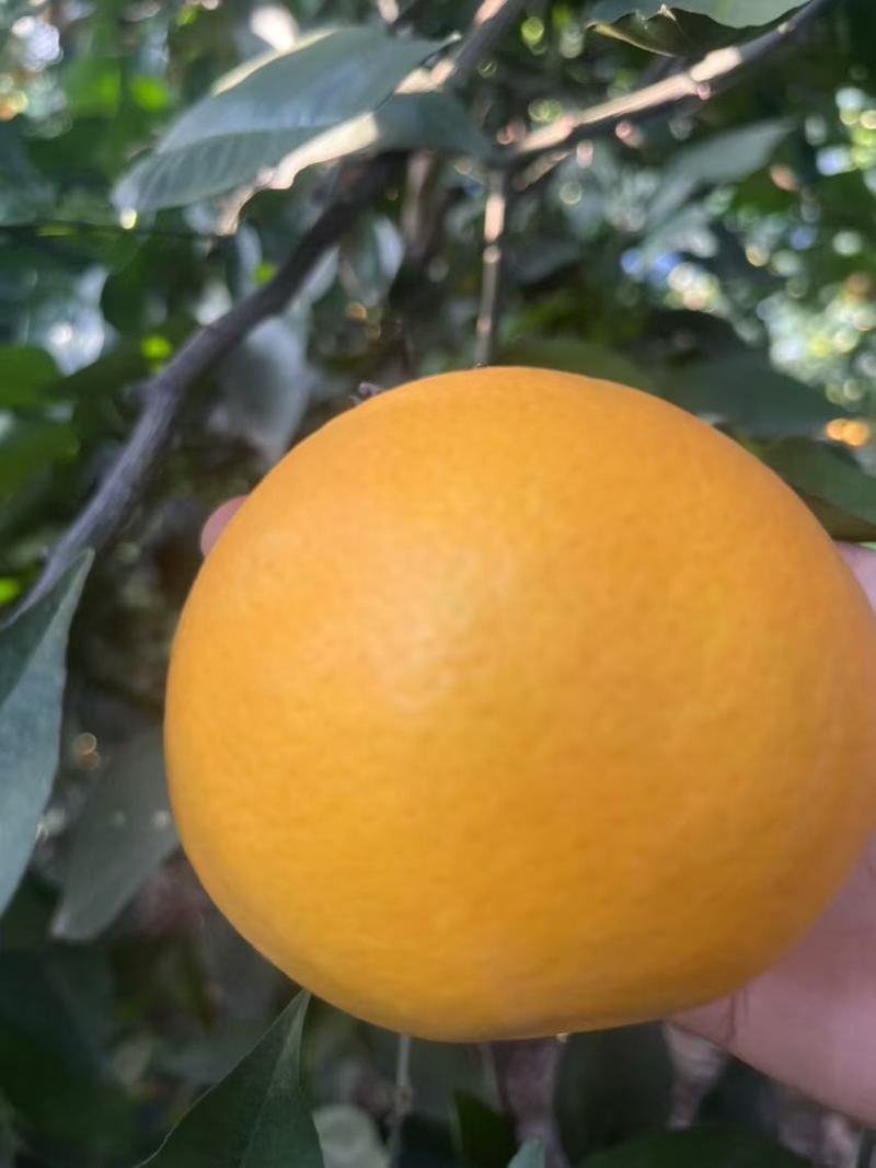 血橙