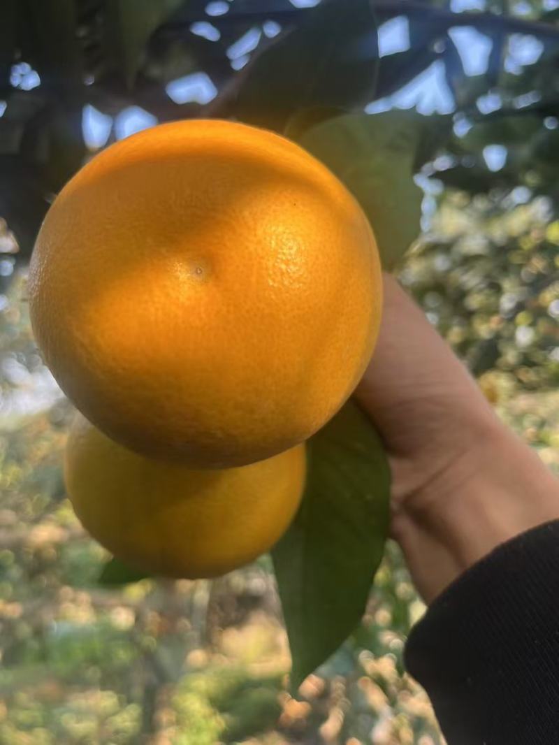血橙