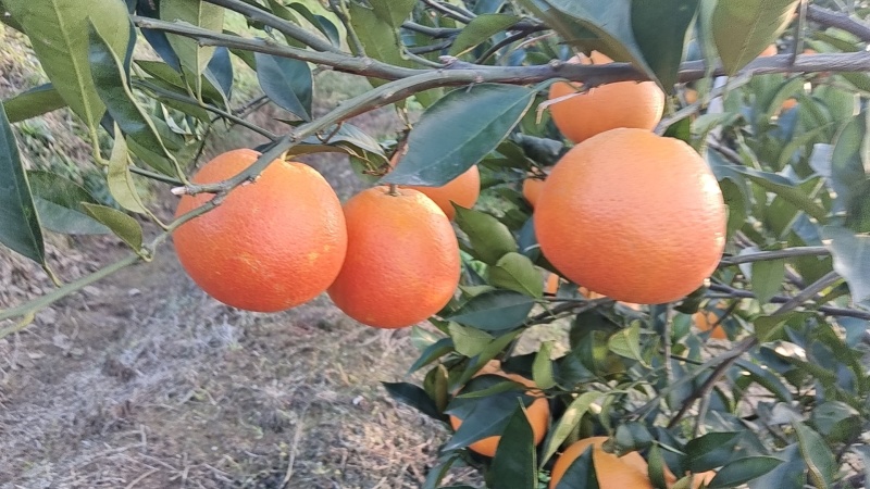 血橙