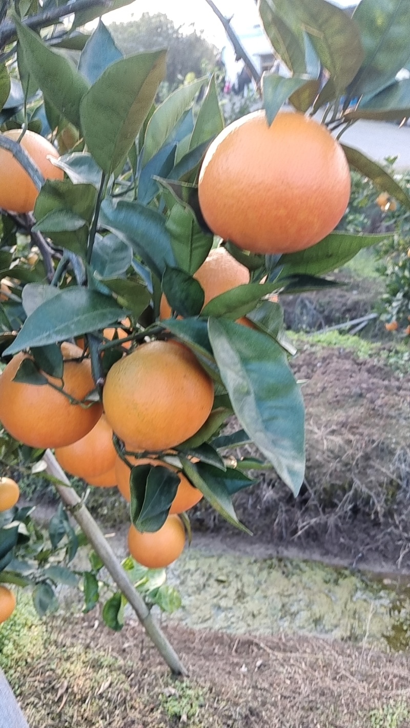 血橙