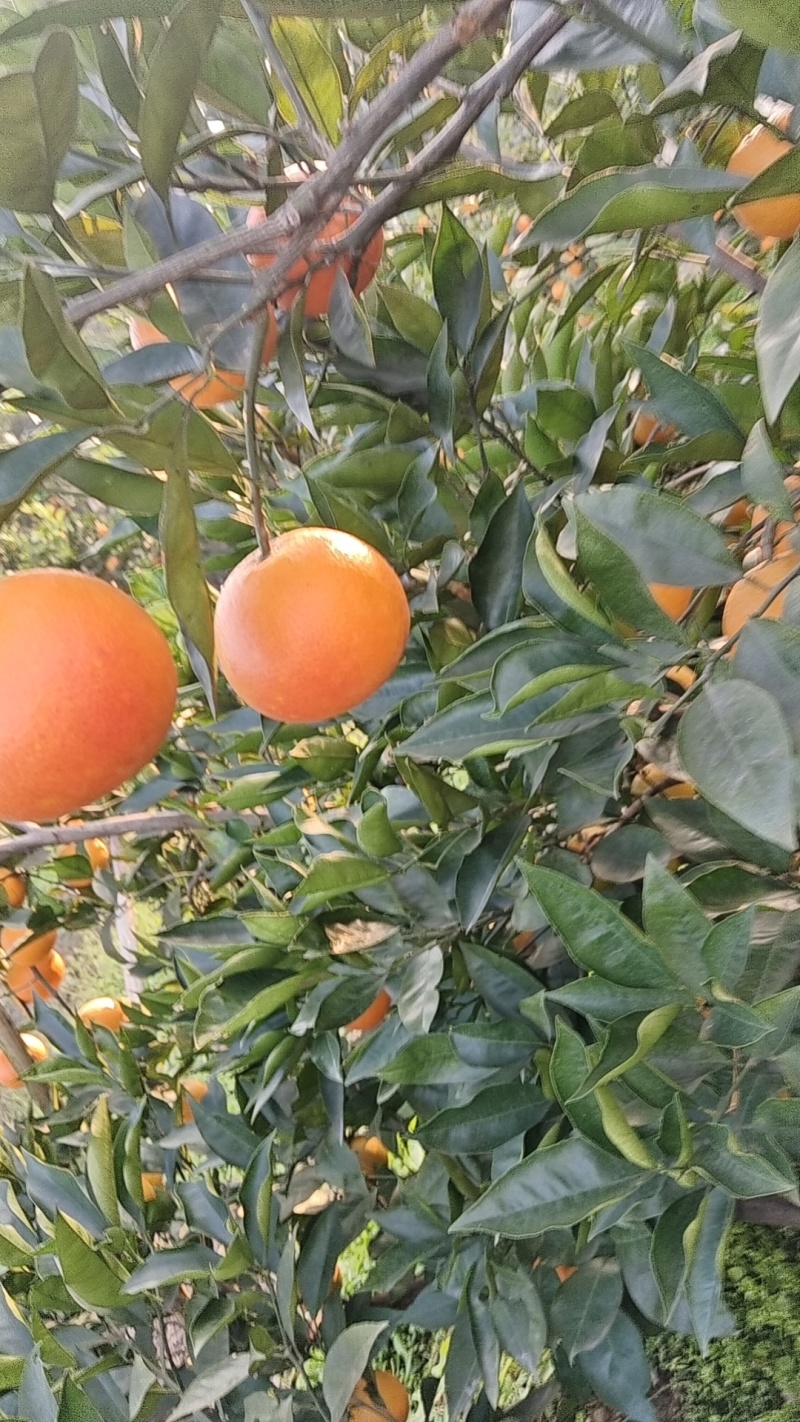 血橙