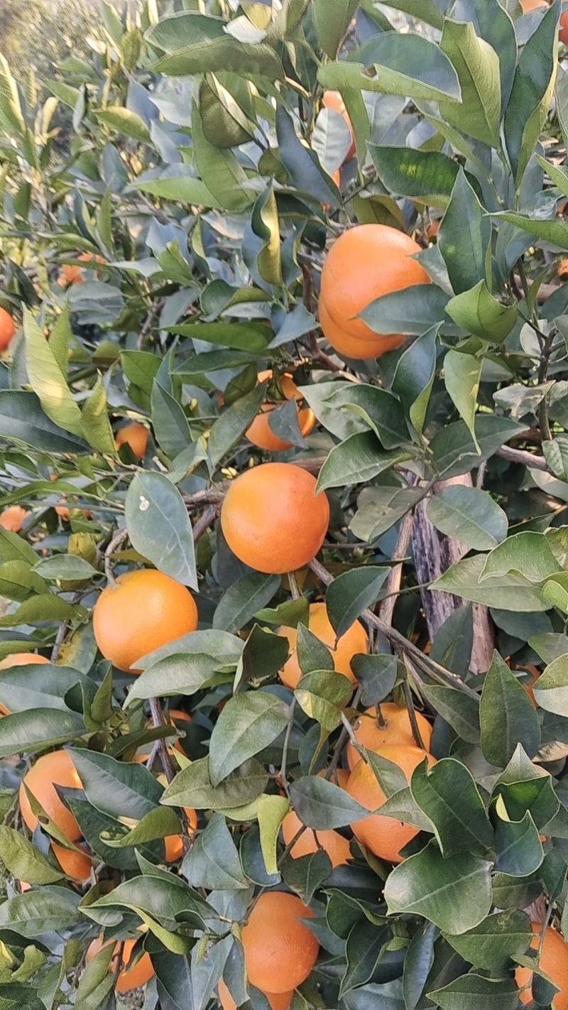 血橙