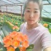 慧启君子兰的一亩田店铺