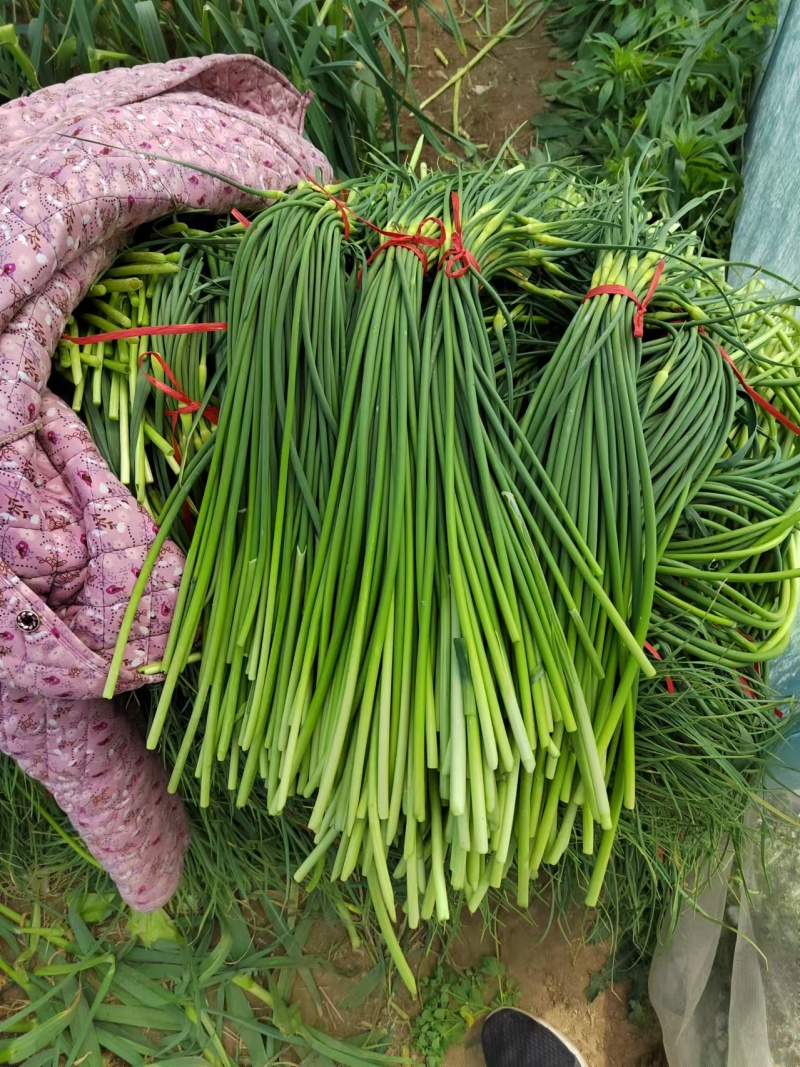 蒜苔山东蒜苔蒜薹大量上市欢迎来电咨询洽谈合作