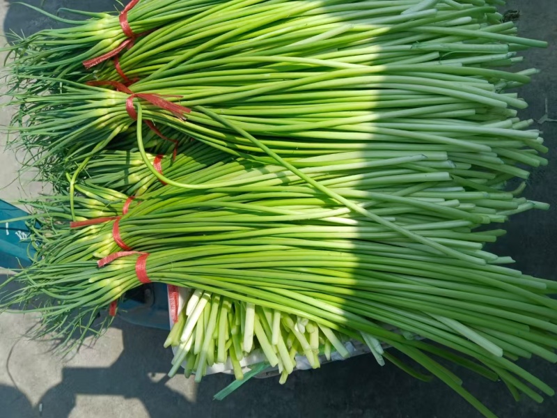 蒜苔山东蒜苔蒜薹大量上市欢迎来电咨询洽谈合作