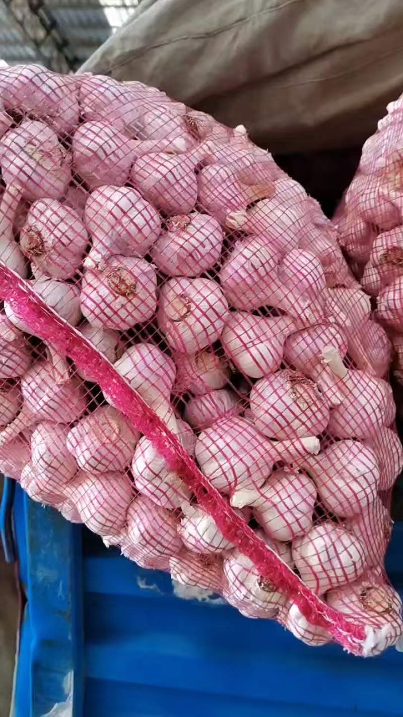 大蒜鲜蒜大量有货欢迎来电咨询洽谈业务