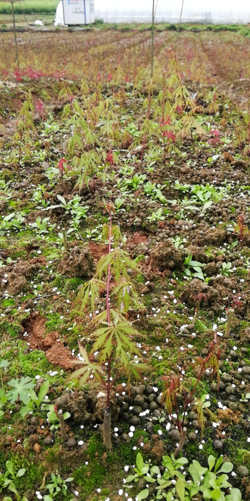 羽毛枫小苗规格齐全质量保证价钱实惠