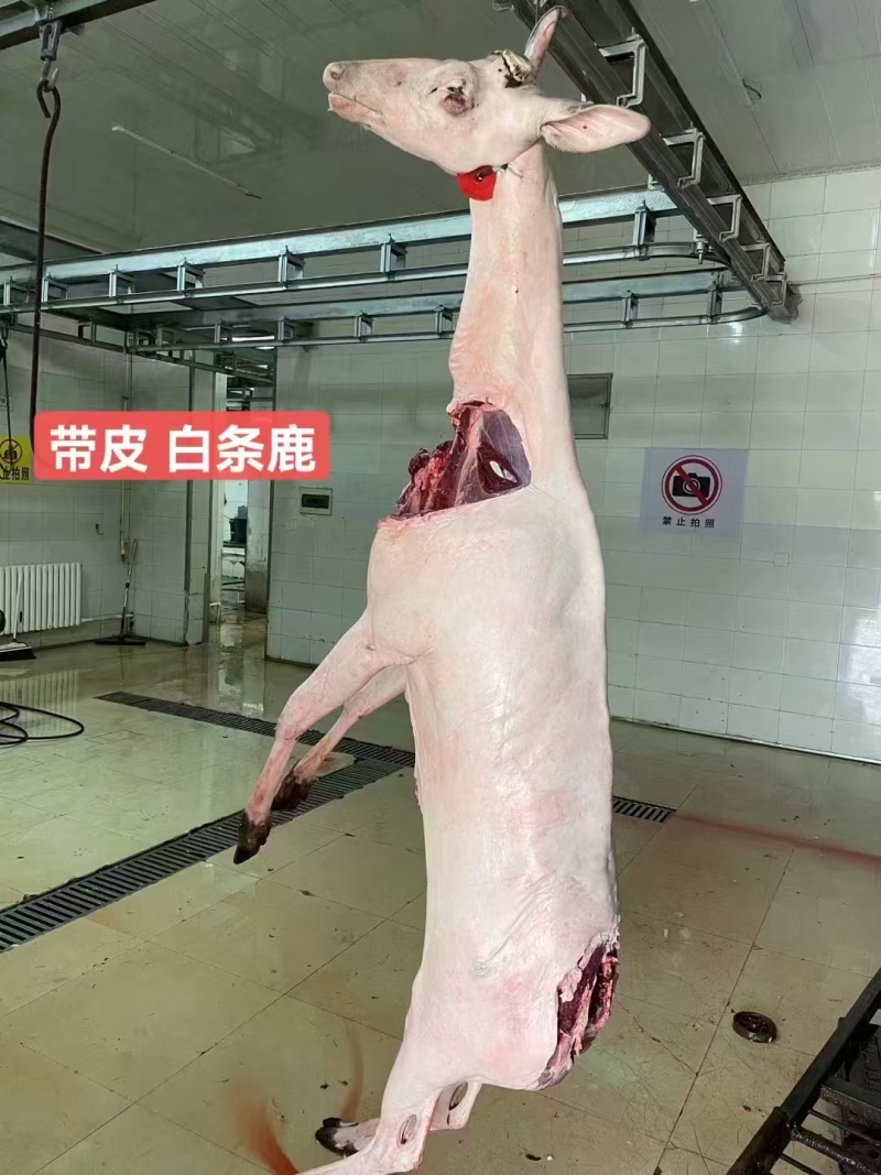 鹿肉新鲜鹿肉各种规格都有包装好分量足欢迎咨询