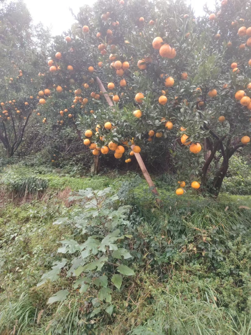 椪柑皮薄易剥口感清甜欢迎老板来电合作对接全国