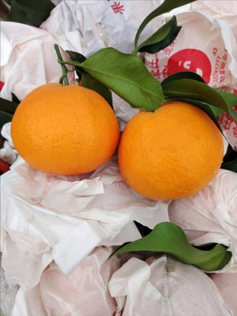 椪柑皮薄易剥口感清甜欢迎老板来电合作对接全国