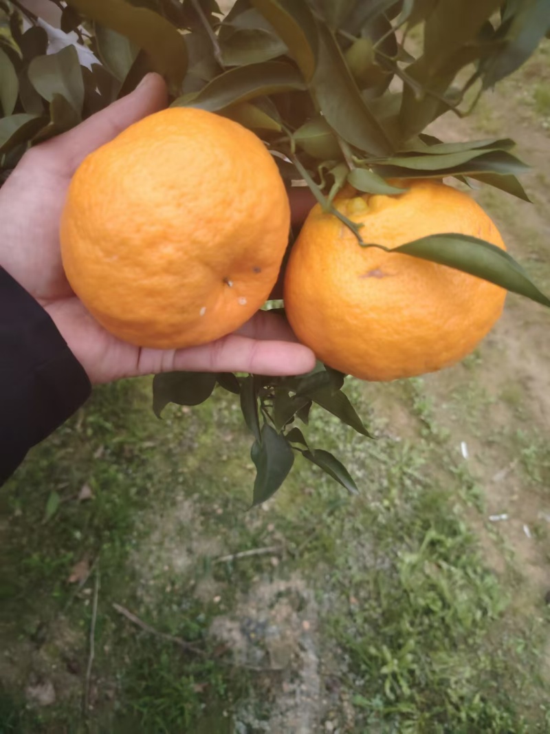 椪柑皮薄易剥口感清甜欢迎老板来电合作对接全国