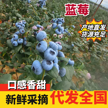 云南蓝莓澄江F6L11L25/42泡沫箱直采一件代发物流