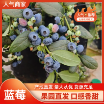 大量现货精品蓝莓口感脆甜全国批发对接电商商超颗颗饱满