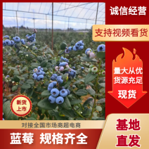 云南产地一手货源/L25蜜香蓝莓/小懒杯包装/泡沫箱装