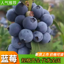 云南蓝莓一件代发/批发商欢迎致电合作蓝莓上市
