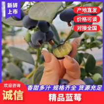云南蓝莓F6L11大量上市欢迎砸单零售批发单支持一件代发