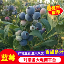 12盒云南蓝莓供电商/商超/精品果支持一件代发蓝莓上市