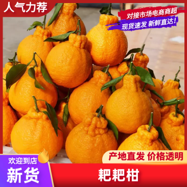 【甄选】产地丑橘不不知火柑桔汁水爆炸多电商市场商超外贸