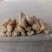 甘肃白条党参现货先发品质保证供应全国欢迎咨询！