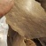 【菜籽饼】山西优质菜籽黄饼，全国发货，量大从优，可视频看货