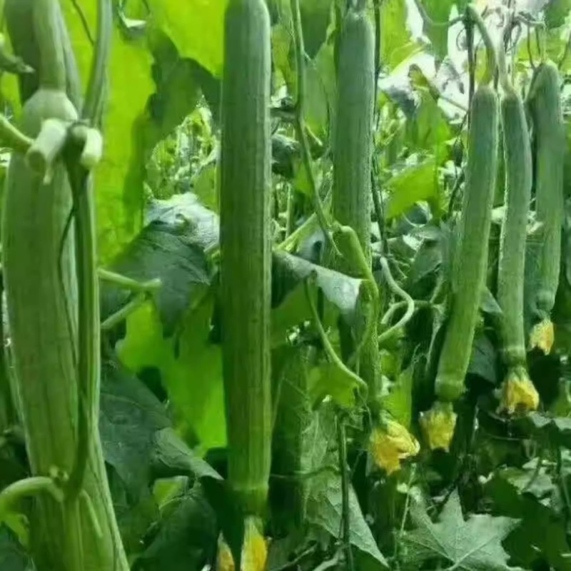 杂交长嫩丝瓜种子节节长丝瓜种子味甘甜