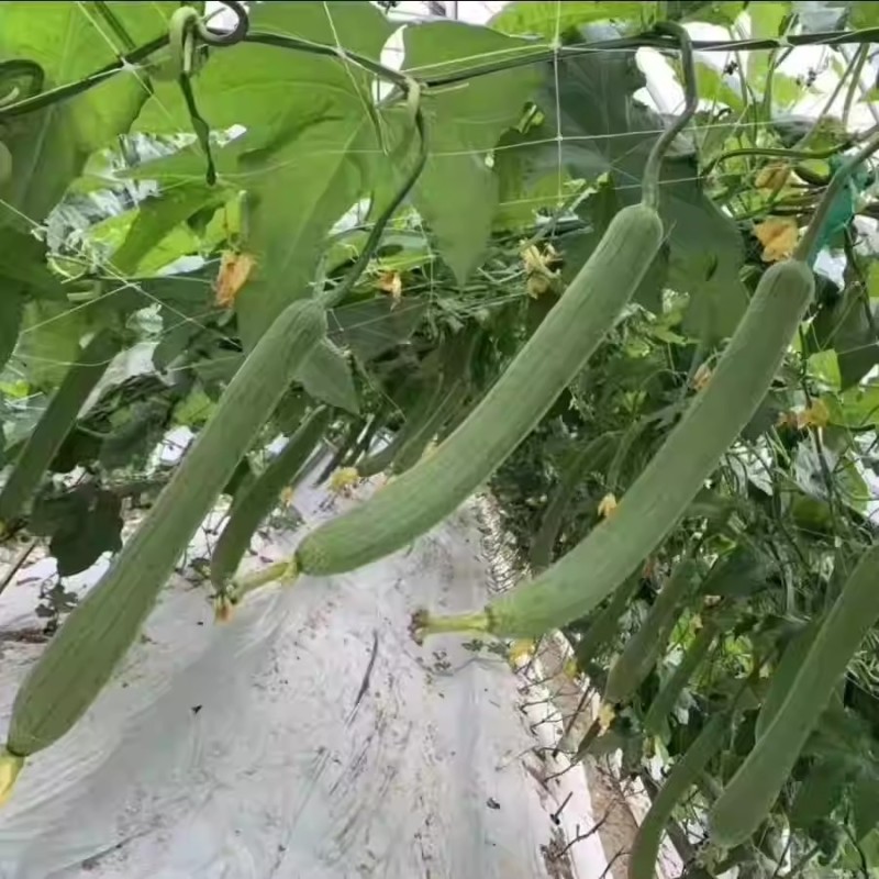 杂交长嫩丝瓜种子节节长丝瓜种子味甘甜