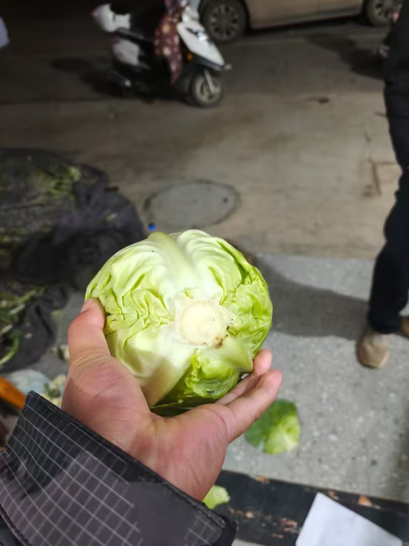 【走货快】平扁包菜奥奇那量大发货价格合理对接市场