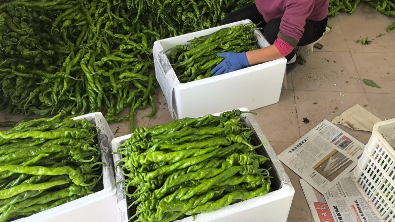 精品螺丝椒产地直采品质保证大量供应商超平台供应链