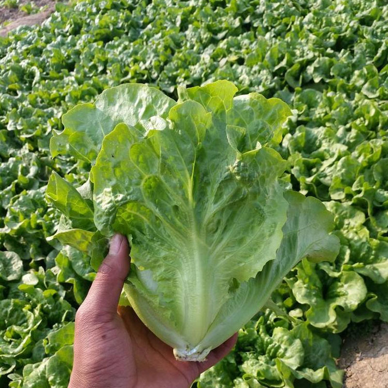 全年耐抽苔生菜种籽香甜生菜种子四季蔬菜种孑耐热春秋季菜