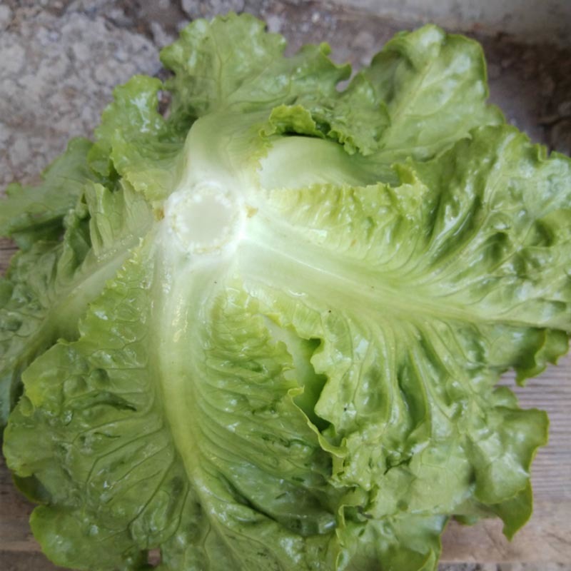 全年耐抽苔生菜种籽香甜生菜种子四季蔬菜种孑耐热春秋季菜
